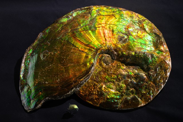 Unearthed: Raw Beauty | Natural History Museum